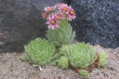 sempervivum guiseppii 1